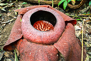 Rafflesia sp.