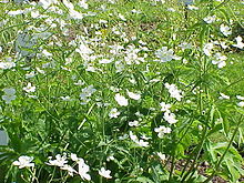 Ranunculus aconitifolius2.jpg