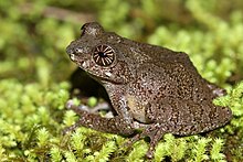 Raorchestes signatus Davidraju IMG 4213.jpg