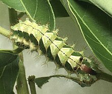 Caterpillar of Rapala pheretima sequeira eating Glochidion, probably Glochidion obscurus Rapala pheretima sequeira caterpillar eating Glochidion.jpg