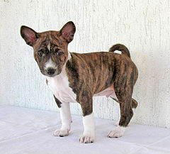 Image 2Basenji puppy (from Puppy)