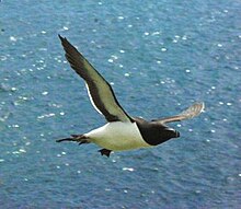 220px-Razorbill_in_flight.jpg