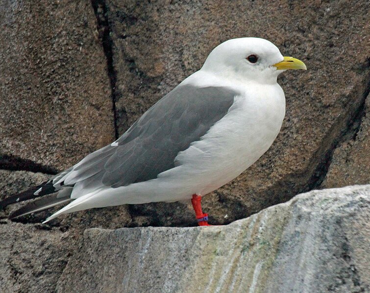 File:Red-legged Kittiwake RWD3.jpg