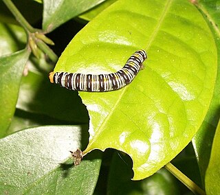 <i>Coeliades keithloa</i> species of insect