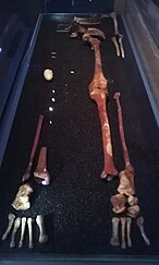 The bones in the Oxford University Museum of Natural History: foot and head side views