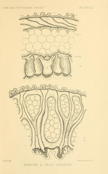 File:Report on the collections of natural history made in the Antarctic regions during the voyage of the "Southern Cross." (Plate LI) (8598048264).jpg