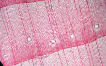 Resin canals seen as white dots in pine tree viewed under a microscope Resin Canals.png