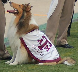 <span class="mw-page-title-main">Reveille (dog)</span> Texas A&M mascot