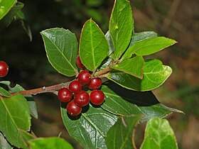 Folhas e bagas de Rhamnus alaternus