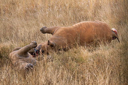 Rhinoceros killed for their horns