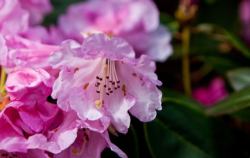 File:Rhododendron Fantastica.jpg