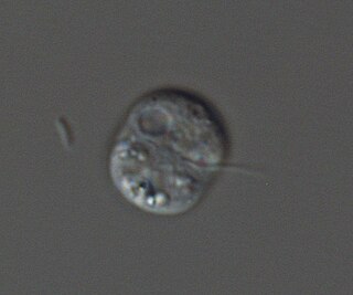 <i>Rhogostoma minus</i> Species of thecate amoebae