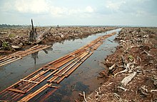The last batch of sawnwood from the peat forest in Indragiri Hulu, Sumatra, Indonesia. Deforestation for oil palm plantation. Riau deforestation 2006.jpg