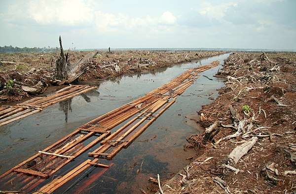 The deforestation of a peat swamp forest for palm oil production in Indonesia.