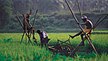 Rice fields of Kuttanad.jpg