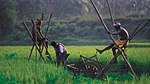 Rice fields of Kuttanad.jpg