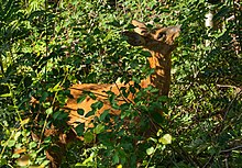 A Roe deer browsing tree leaves in Brastad, Sweden Roe deer eating leaves in Tuntorp 2.jpg