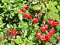 'Scarlet Meidiland', Meilland 1985 'Bordurella' × 'Clair Matin'