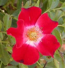 Rosa 'Eye Paint'