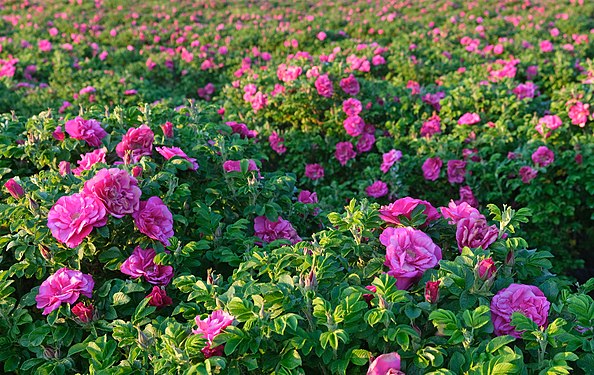 Rosa Hybrid Rugosa