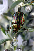 Chrysolina americana