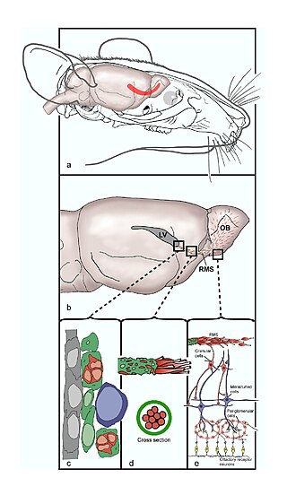 <span class="mw-page-title-main">Rostral migratory stream</span> One path neural stem cells take to reach the olfactory bulb