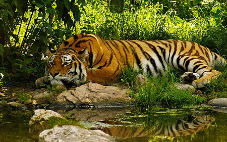 Tập_tin:Royal-bengal-tiger-wallpaper.jpg