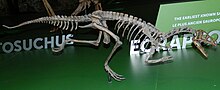 Royal Ontario Museum Eoraptor.JPG