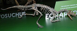 Royal Ontario Museum Eoraptor.JPG