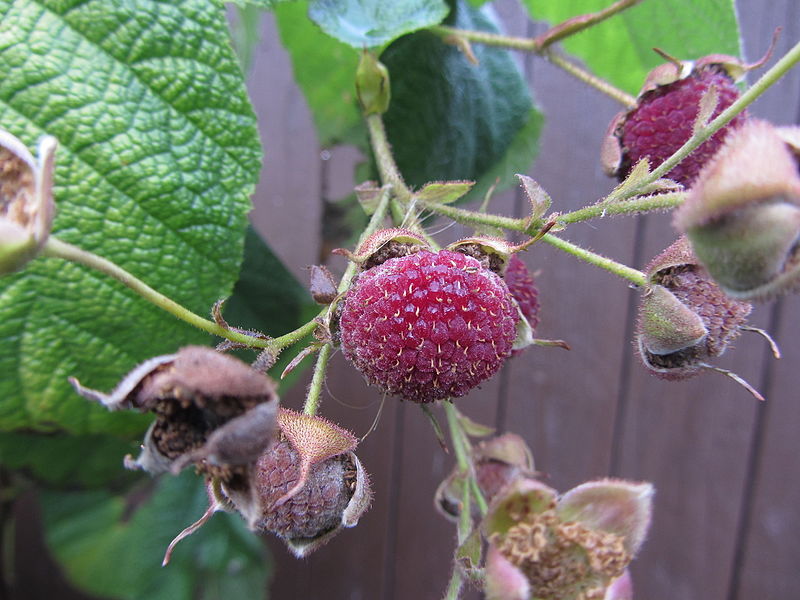 File:Rubus odoratus - Tuoksuvatukka, Rosenhallon, Purple-flowered raspberry C IMG 1979.JPG