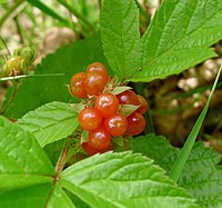 Rubus saxatilis in Slovenia (16287131915).jpg