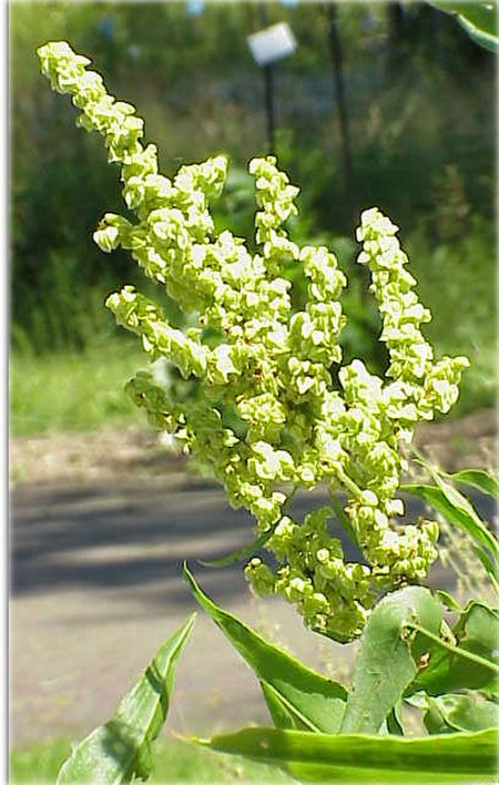 Rumex-britannica2.jpg