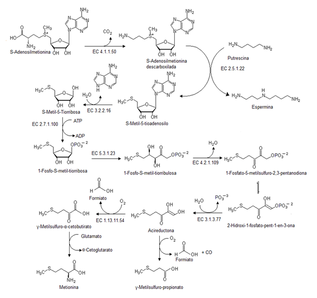File:Ruta de salvamento de la metionina.png