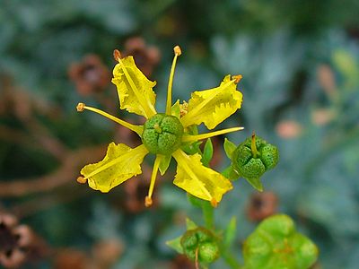 Ruta graveolens Flower