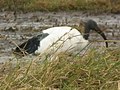Sacred ibis in Tanzania 4175 cropped Nevit.jpg