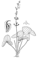 Sagittaria australis Mohr-1901.png