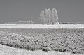 * Nomination French campain, La Corriotte, hamlet of Villangrette, Saint-Loup (Jura, Franche-Comté, France)photographied with a 760 nm infrared filter. --Grondin 20:04, 8 March 2013 (UTC) * Promotion Good quality. --Ralf Roletschek 21:29, 15 March 2013 (UTC)