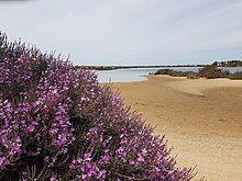 Salgado plant on the beach.jpg