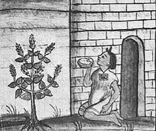 Drawing from the Florentine Codex showing a S. hispanica plant Salviahispanica-florentinecodex2.jpg