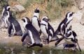Penguins a cikin gidan zoo a Netherlands
