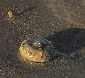 Popis tohoto obrázku, také komentován níže