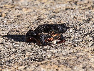 <span class="mw-page-title-main">Maldonada redbelly toad</span> Species of amphibian