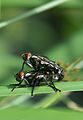 Kopulierende Fleischfliegen (Sarcophaga carnaria)