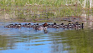 Brood Parasitism