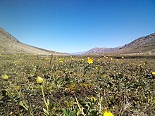 Alpine flowers at Satsar