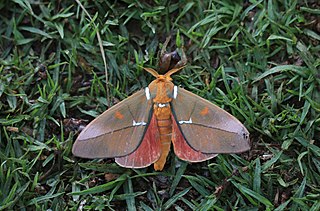 <i>Schausiella</i> Genus of moths