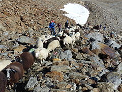 Die Schafe erreichen das Niederjoch