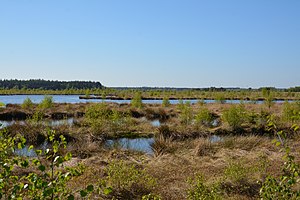 Schleswig-Holstein, Fockbek, Naturschutzgebiet Fockbeker Moor NIK 1703.jpg