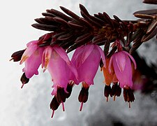 …es folgt die Schneeheide (Erica herbacea)