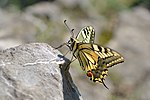 Thumbnail for File:Schwalbenschwanz, Papilio machaon.jpg